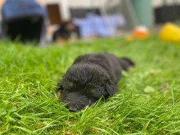 Tag 26 Schlaf im Gras