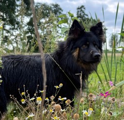 Awesome Babu (Hellblau)