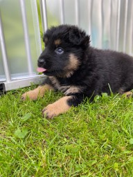 Babu Hellblau 5 Wochen