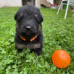 Orange 3 Wochen