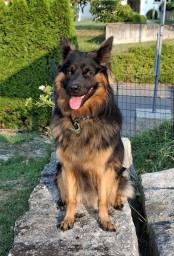 Awesome Davino (Rot)