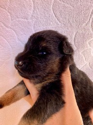 Rot 2 Wochen