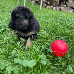 Rot 3 Wochen