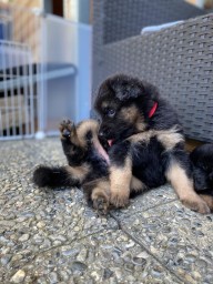 Rot 4 Wochen