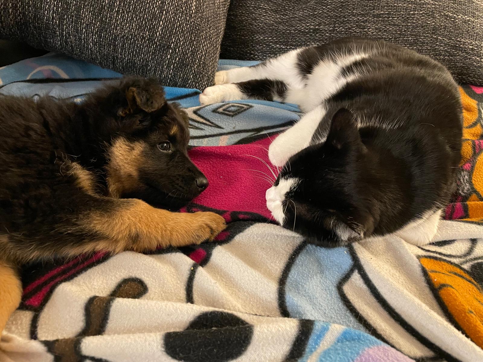 Tag50mitKatzeentspannt