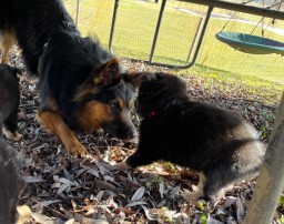 Tag 36 Liora (Rot) mit grossem Bruder