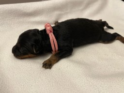 Hailey nach der Geburt
