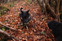Tag 49 im Wald