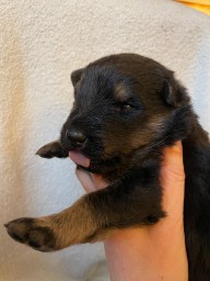 Rot 2 Wochen