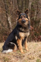 Miley 4.5 Jahre